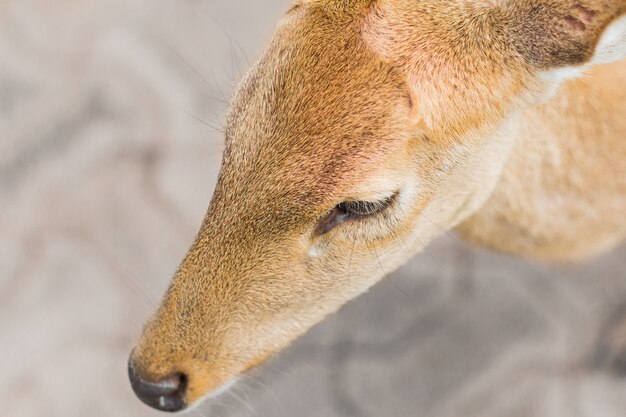 Deer in the daytime