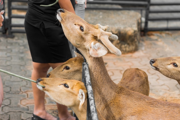 Deer in the daytime