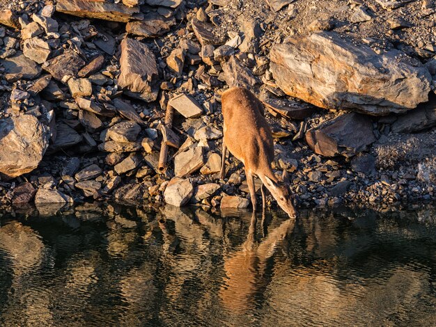 Deer drinking water