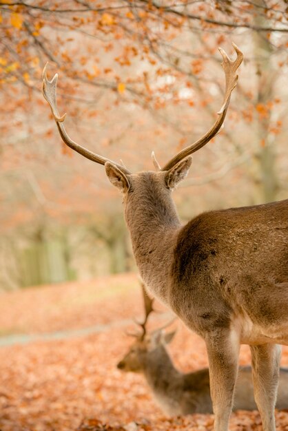 Foto cervi nel parco di dunham in autunno