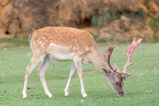 Deer eating grass in the meadow