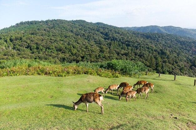 Deer eating grass together