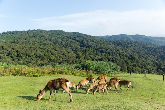 Deer eating grass