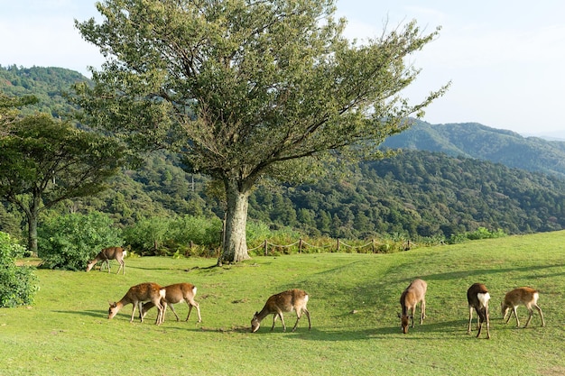 Deer eating grass