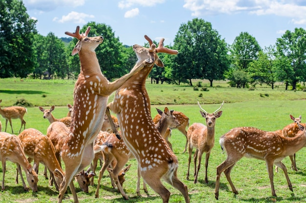 夏の日に放牧されているシカ農場の野生動物