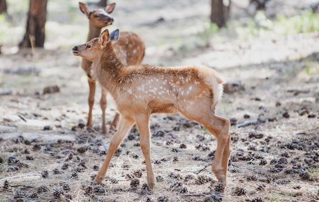 鹿の子鹿バンビカプレオルスオジロジカ若い卵美しい野生生物のバック