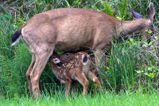 Foto cervi che nutrono i cuccioli su un campo erboso