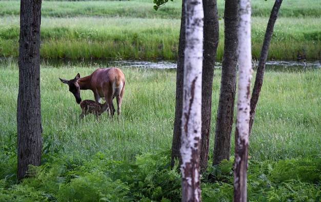 A deer feeds a deer with milk in the wild