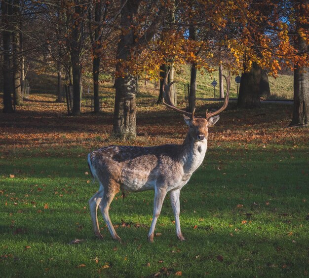 Deer on field during autumn