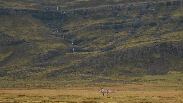 Deer in the field close up