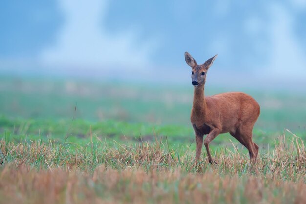 A deer in a field with a blue background