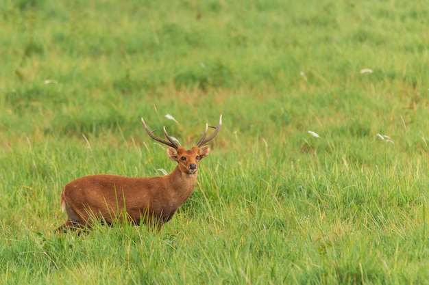 A deer in a field with a green background