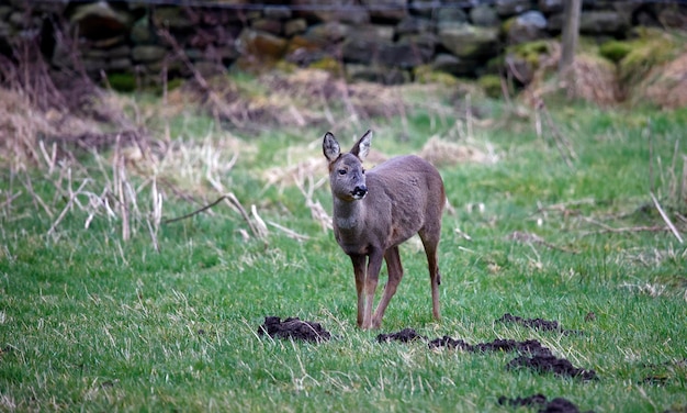 A deer in a field with a stone wall behind it