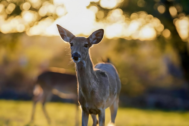 A deer in a field with the sun shining on its ears