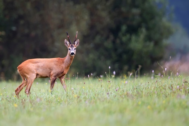 A deer in a field with a tree in the background