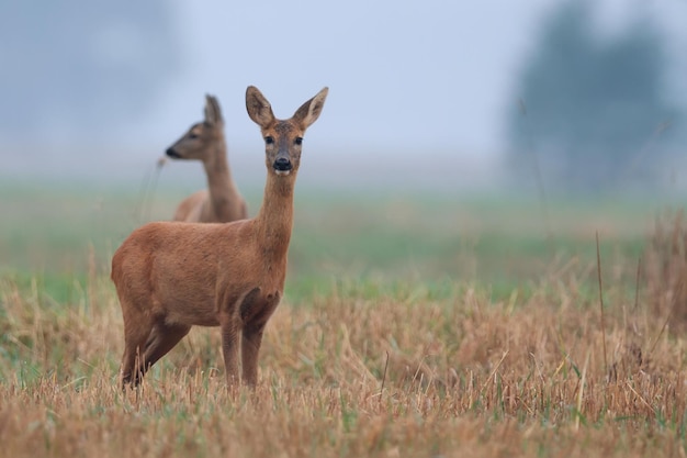 Un cervo in un campo con un albero sullo sfondo