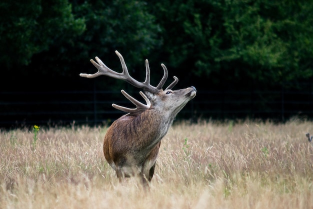 Photo deer on field