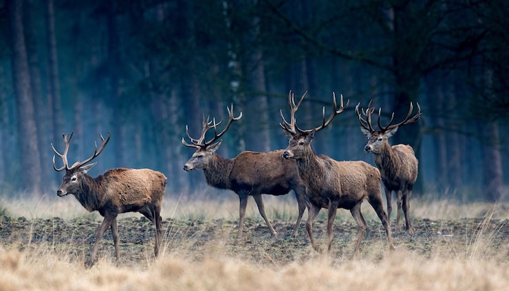 Photo deer in a field