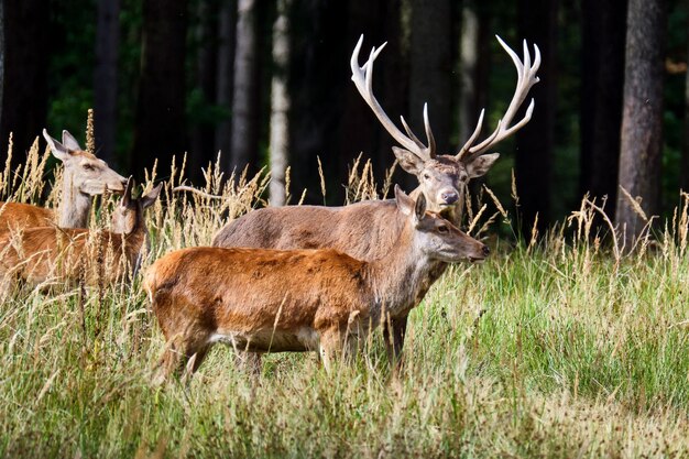 Photo deer in a field