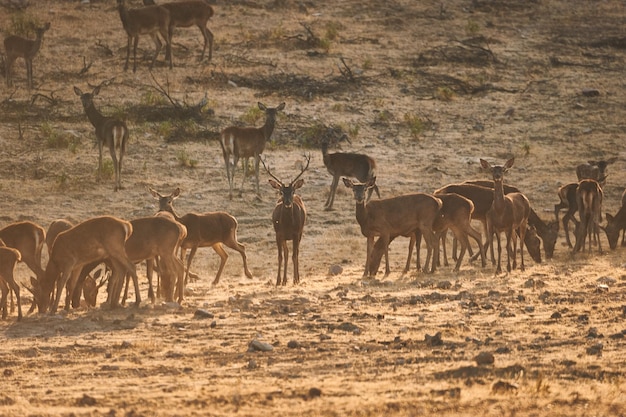 Foto cervi in un campo