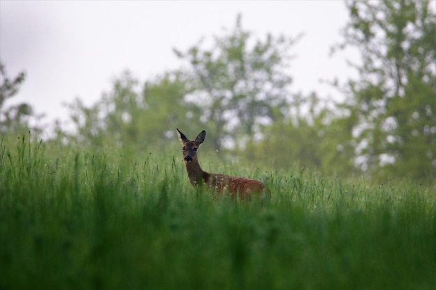 Photo deer in a field