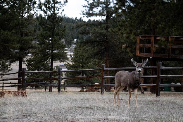 Photo deer in a field