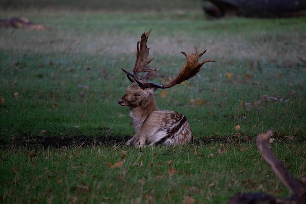 Foto cervi in un campo