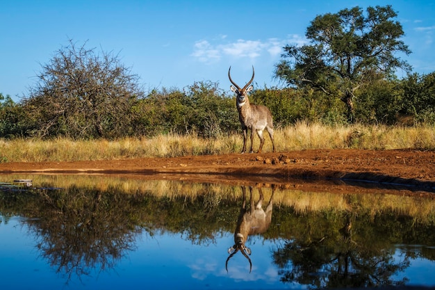 Photo deer on field