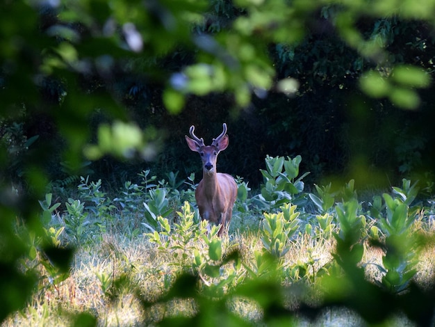Photo deer in a field