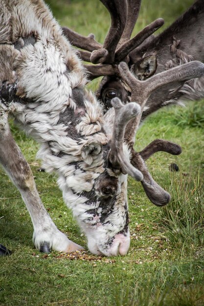 Photo deer in a field