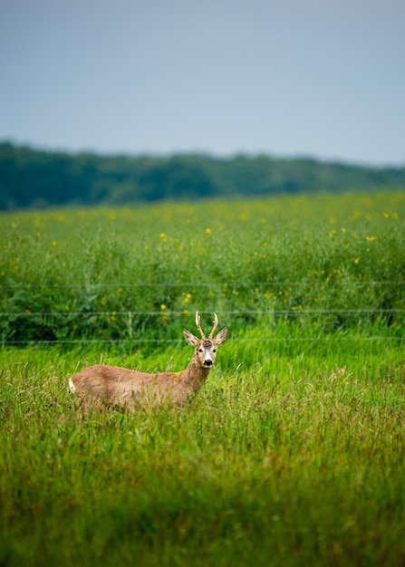 Foto cervi in un campo