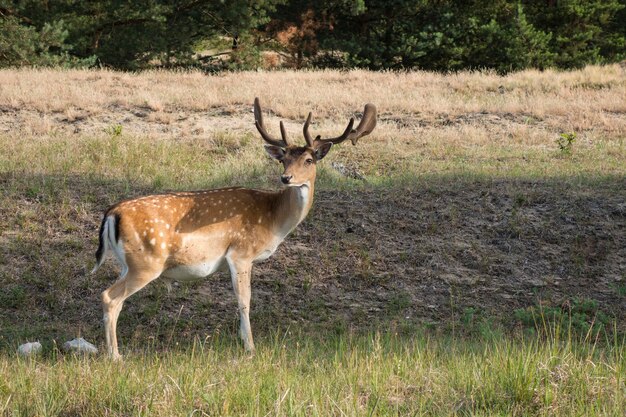 Photo deer in a field