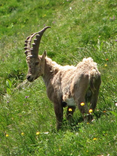 Deer on field