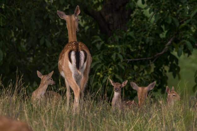 Foto cervi in un campo