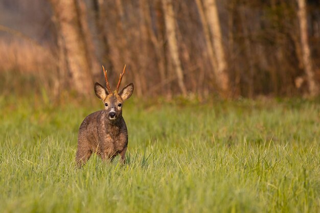 Foto cervi in un campo