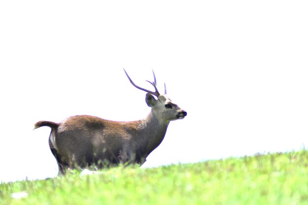 Photo deer in a field