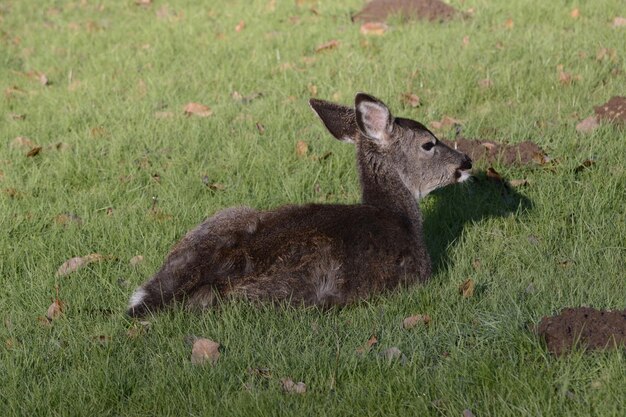 Photo deer on field