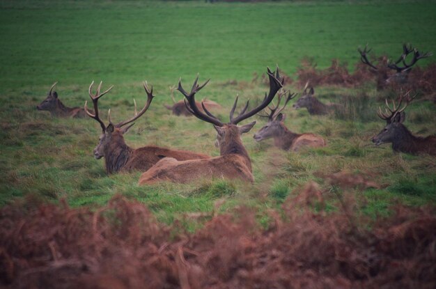 Photo deer on field