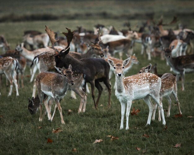 Foto cervi in un campo