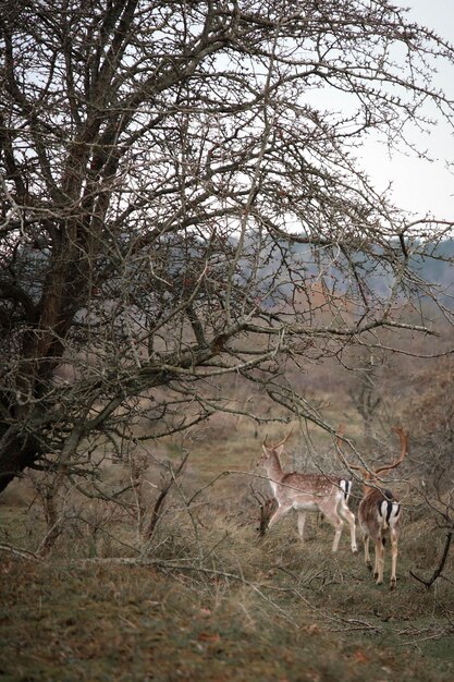 Deer in a field