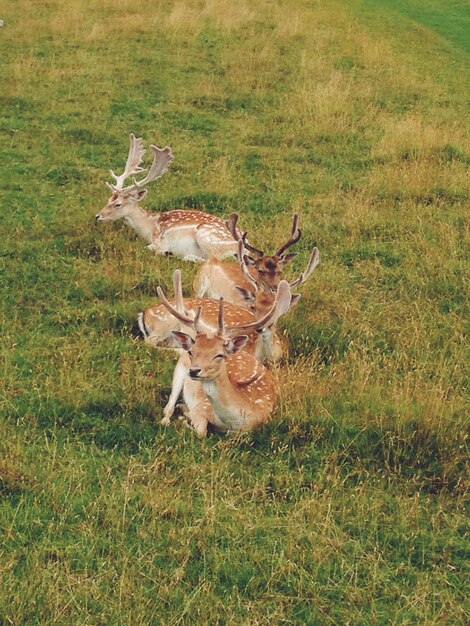 Foto cervi sul campo