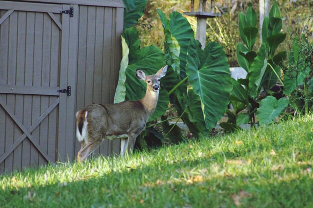 Deer in a field