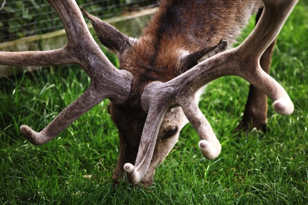 Photo deer in a field