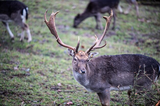 Photo deer in a field