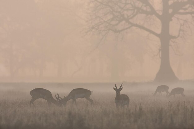 Photo deer in a field