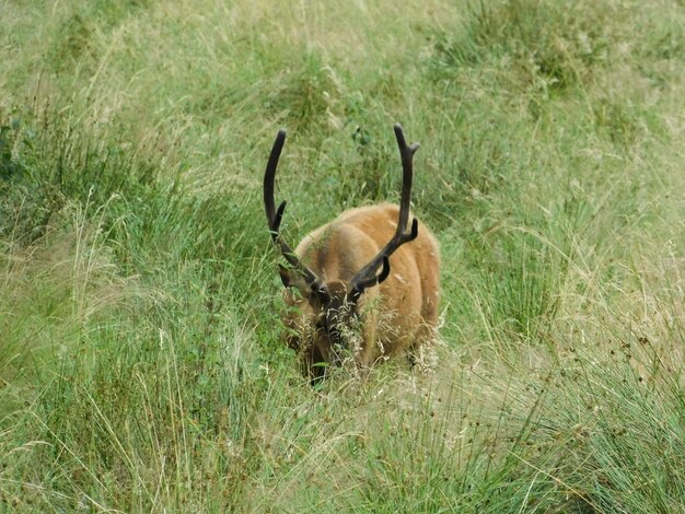 Deer in a field