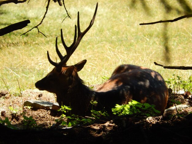 Foto cervi su un campo