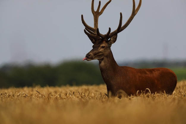 Foto cervi in un campo