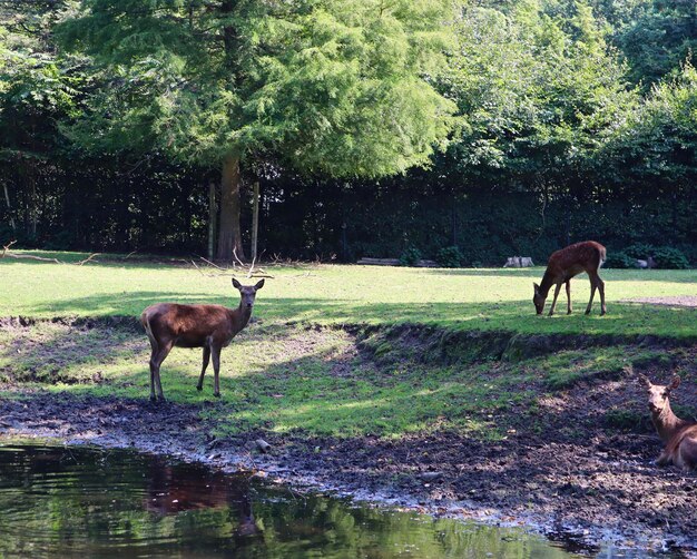 Photo deer in a field