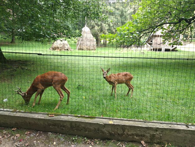 Foto cervi in un campo